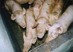 UVP-Pflicht für Schweinefabrik ! Etappensieg für Initiative Grundwasser - Umweltsenat bestätigt Umweltverträglichkeitsprüfungspflicht